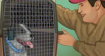 Prepare a Dog for Air Travel