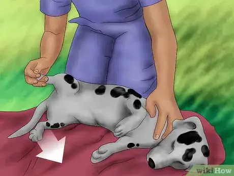 Image titled Splint a Dog's Leg Step 8