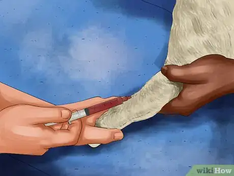 Image titled Perform Pre‐Breeding Health Checks for Dogs Step 4