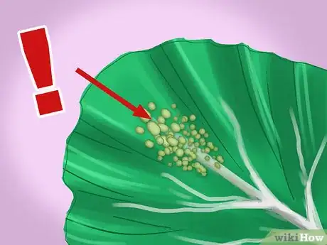 Image titled Regrow Bok Choy Step 11