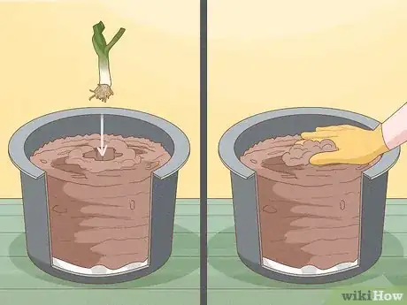 Image titled Grow Leeks from Leeks Step 10
