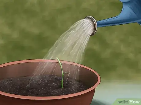 Image titled Grow Ginger Indoors Step 7