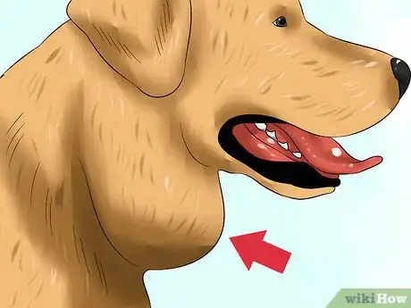 Image titled Treat Canine Infectious Hepatitis Step 3