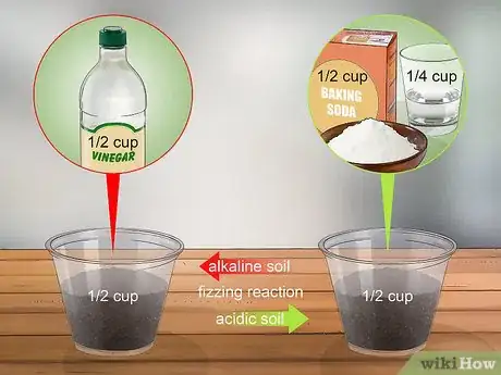 Image titled Grow Akebia Quinata Step 3