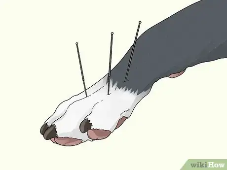 Image titled Treat Lameness in Dogs Step 9