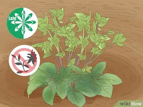 Image titled Grow Hellebore Step 11