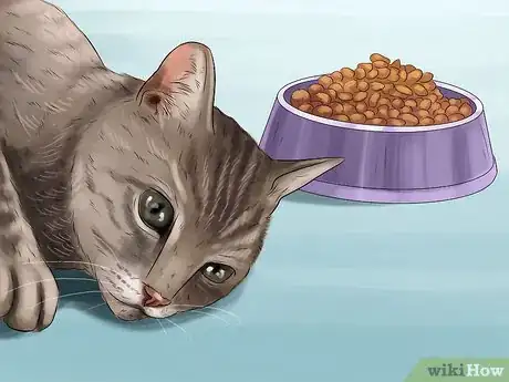 Image titled Know if Your Cat Needs Gluten‐Free Food Step 5