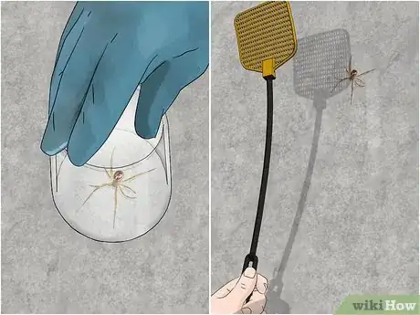 Image titled Keep False Widow Spiders Out of Your House Step 13