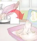 Use an Onion to Deodorize a Cat Litter Box