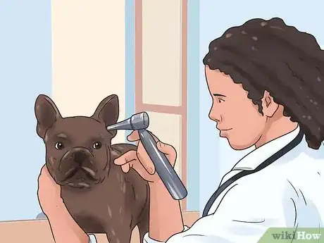 Image titled Soothe a Dog's Itchy Ears Step 6