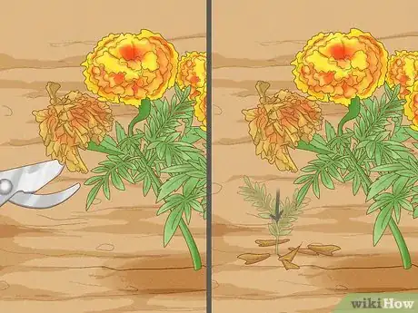 Image titled Deadhead Marigolds Step 1