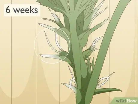 Image titled Identify Female and Male Marijuana Plants Step 6