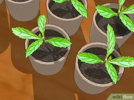 Image titled Grow Verbena Step 3