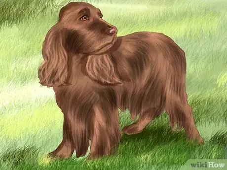 Image titled Identify a Sussex Spaniel Step 9