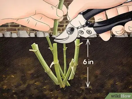 Image titled Store Dahlia Bulbs Step 1