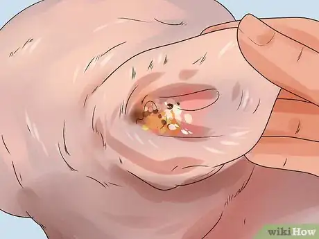 Image titled Soothe a Dog's Itchy Ears Step 5