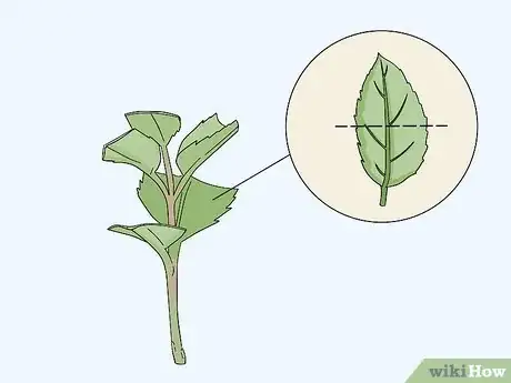 Image titled Take Softwood Cuttings Step 5