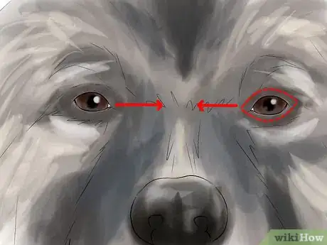 Image titled Identify a Keeshond Step 2