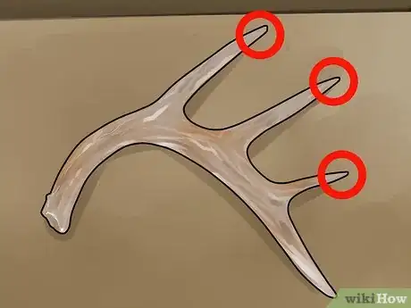 Image titled Score Mule Deer Antlers Step 7