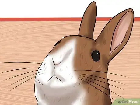 Image titled Diagnose Wry Neck in Rabbits Step 5