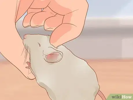 Image titled Know if a Pet Mouse Is Right for You Step 7