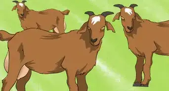 Spot a Good Milker (Goats)