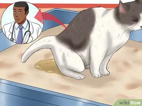 Image titled Resolve Cat Litter Tray Issues Step 7