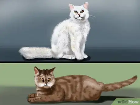 Image titled Identify a Selkirk Rex Step 1