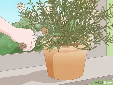 Image titled Grow Sweet Alyssum Step 13
