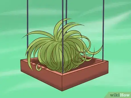Image titled Care for Air Plants Step 9