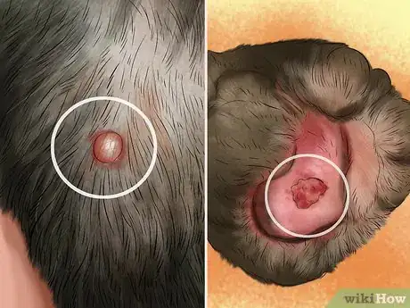 Image titled Keep an Older Dog Warm in Cold Weather Step 11