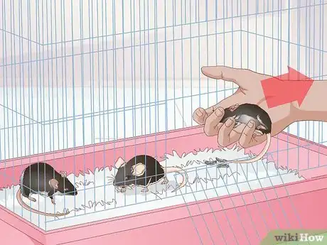 Image titled Identify Pinworms in Mice Step 7