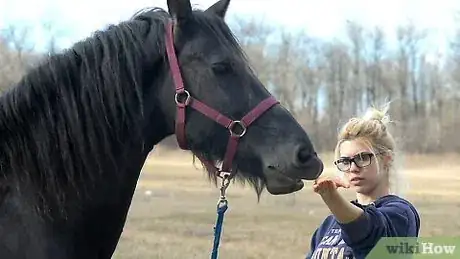Image titled Teach a Horse to Kiss Step 1