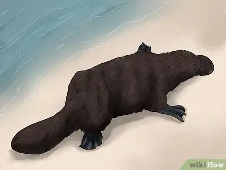 Image titled Identify a Platypus Step 2