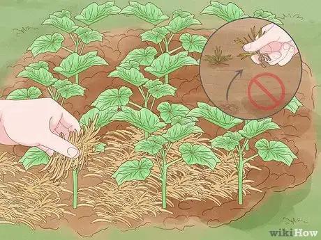 Image titled What Mulch Is Good for a Vegetable Garden Step 1