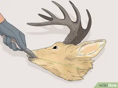 Image titled Do a European Mount Step 1