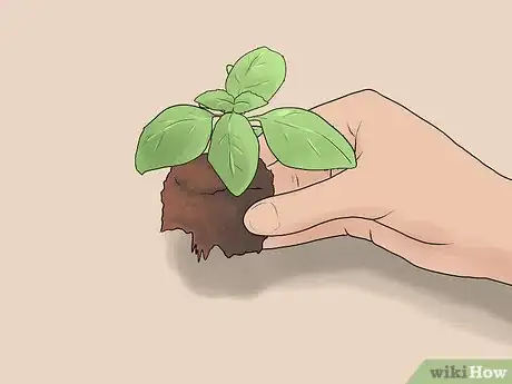 Image titled Transplant Herb Seedlings Step 4