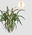 Care for a Spider Plant