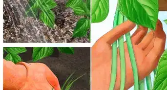 Create a Vegetable Garden