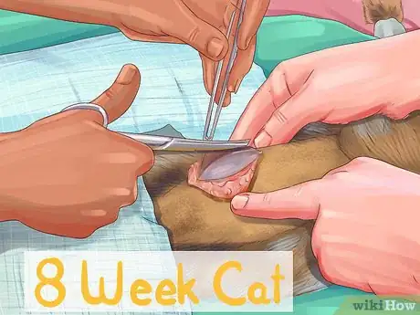 Image titled Care for Toygers Step 3