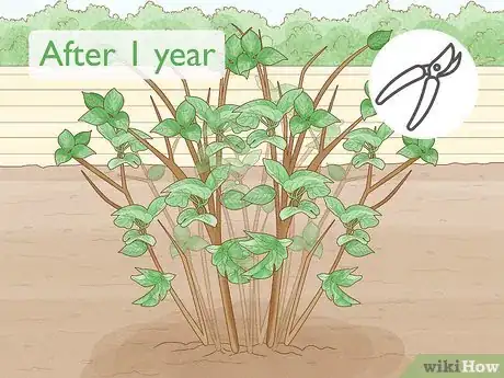 Image titled Trim an Overgrown Lilac Bush Step 5