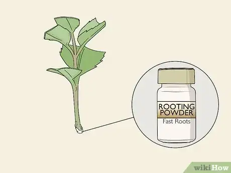 Image titled Take Softwood Cuttings Step 9