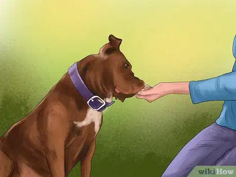 Image titled Build a Relationship With a Dog Step 3