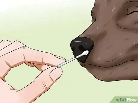 Image titled Diagnose Dog Flu Step 6