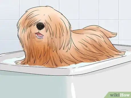 Image titled Identify a Puli Step 10