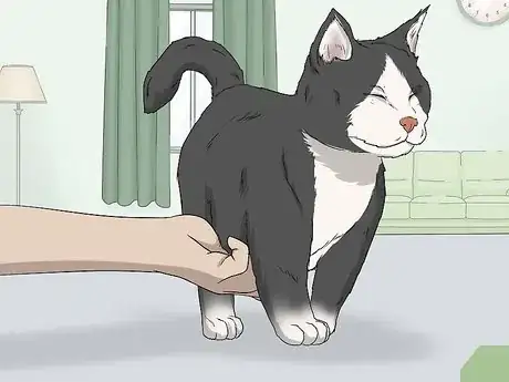 Image titled Soothe Your Cat With a Massage Step 10