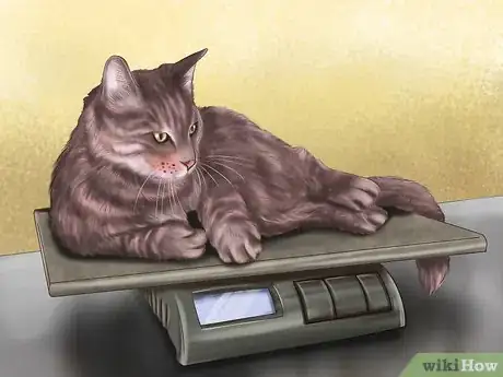 Image titled Identify Early Signs of Chronic Kidney Disease in Cats Step 3