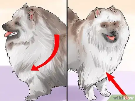 Image titled Identify a Keeshond Step 6
