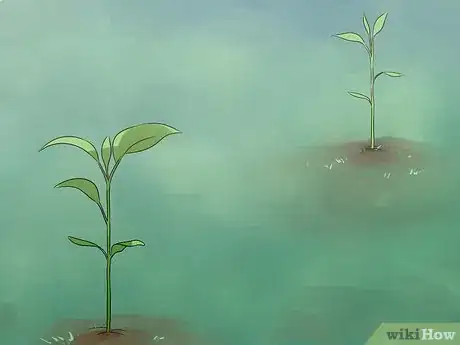 Image titled Grow an Apple Tree Step 9