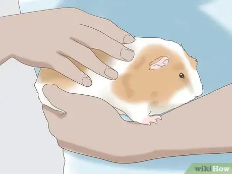 Image titled Teach a Guinea Pig to Do Tricks Step 1